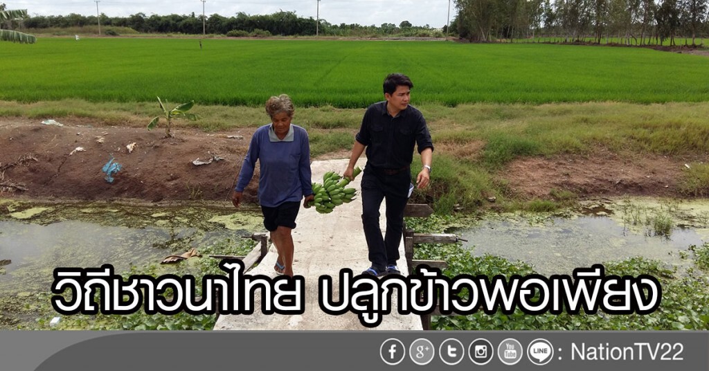 วิถีชาวนาไทยปลูก "ข้าวพอเพียง" วิถีชาวนาไทยปลูก "ข้าวพอเพียง"