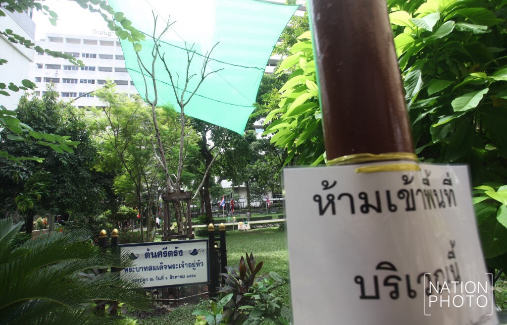 ข่าวดี "ต้นศรีตรัง" ที่ "ในหลวง" ทรงปลูก ผลิตาใหม่แล้ว ข่าวดี "ต้นศรีตรัง" ที่ "ในหลวง" ทรงปลูก ผลิตาใหม่แล้ว