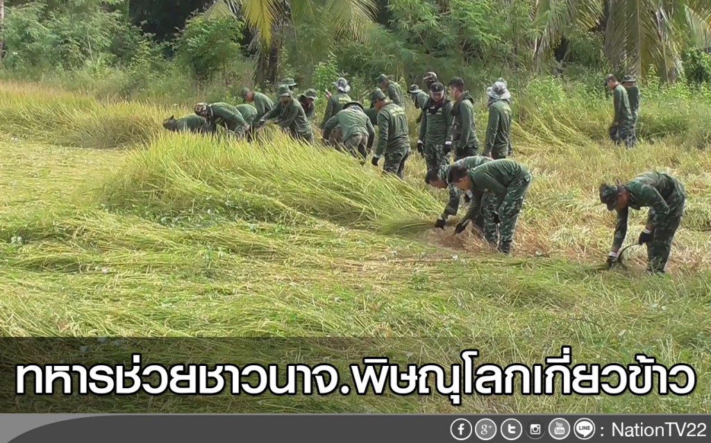 ทหารช่วยชาวนาจ.พิษณุโลกเกี่ยวข้าว ทหารช่วยชาวนาจ.พิษณุโลกเกี่ยวข้าว