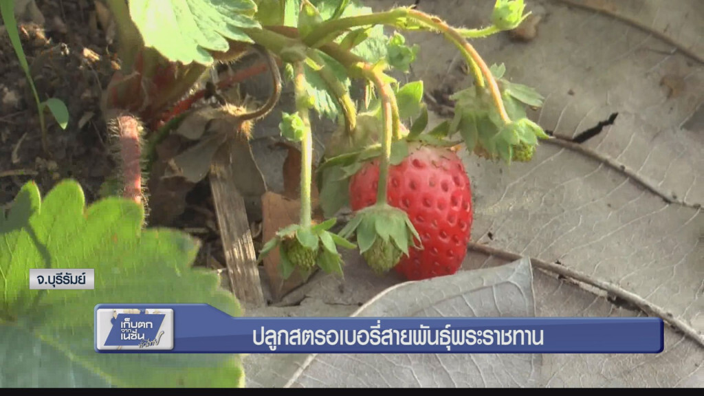 ปลูกสตรอเบอรี่สายพันธุ์พระราชทาน ปลูกสตรอเบอรี่สายพันธุ์พระราชทาน