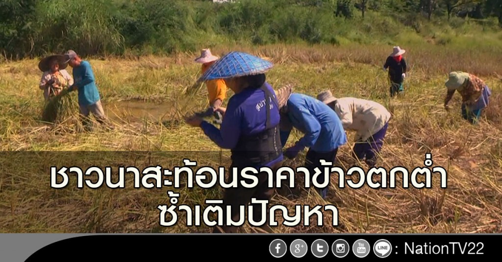ชาวนาสะท้อนราคาข้าวตกต่ำซ้ำเติมปัญหา ชาวนาสะท้อนราคาข้าวตกต่ำซ้ำเติมปัญหา