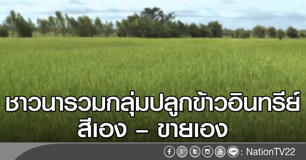 ชาวนารวมกลุ่มปลูกข้าวอินทรีย์ สีเอง–ขายเอง ชาวนารวมกลุ่มปลูกข้าวอินทรีย์ สีเอง–ขายเอง