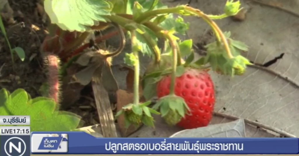 อดีตครู ปลูกสตรอเบอรี่สายพันธุ์พระราชทาน ที่บุรีรัมย์