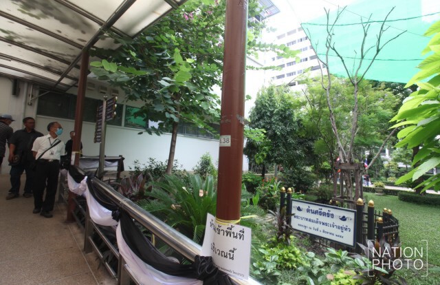 ข่าวดี "ต้นศรีตรัง" ที่ "ในหลวง" ทรงปลูก ผลิตาใหม่แล้ว