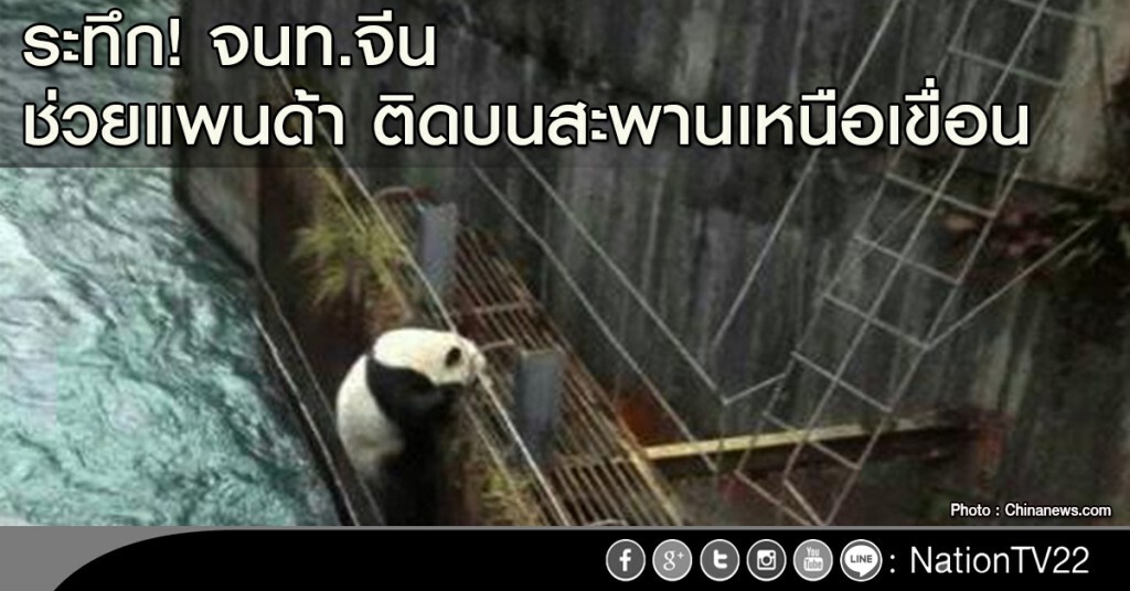 ระทึก! จนท.จีน ช่วยแพนด้า ติดบนสะพานเหนือเขื่อน ระทึก! จนท.จีน ช่วยแพนด้า ติดบนสะพานเหนือเขื่อน