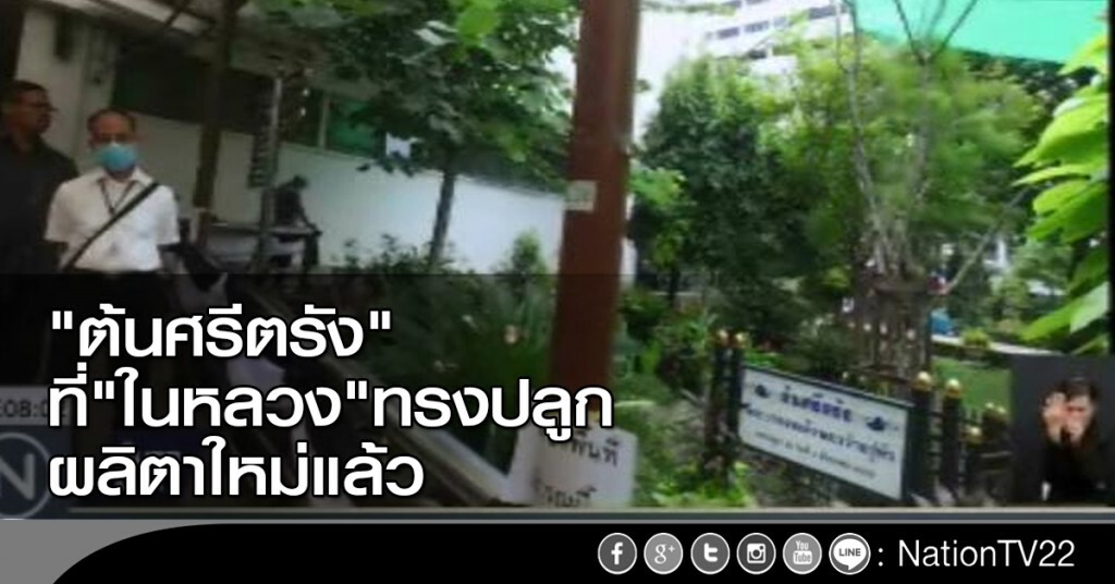 "ต้นศรีตรัง" ที่ "ในหลวง" ทรงปลูก ผลิตาใหม่แล้ว "ต้นศรีตรัง" ที่ "ในหลวง" ทรงปลูก ผลิตาใหม่แล้ว