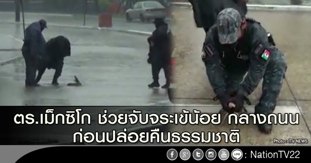 ตร.เม็กซิโก ช่วยจับจระเข้น้อย กลางถนน ก่อนปล่อยคืนธรรมชาติ ตร.เม็กซิโก ช่วยจับจระเข้น้อย กลางถนน ก่อนปล่อยคืนธรรมชาติ