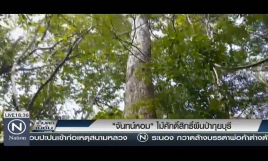 "จันทน์หอม" ไม้ศักดิ์สิทธิ์ผืนป่ากุยบุรี