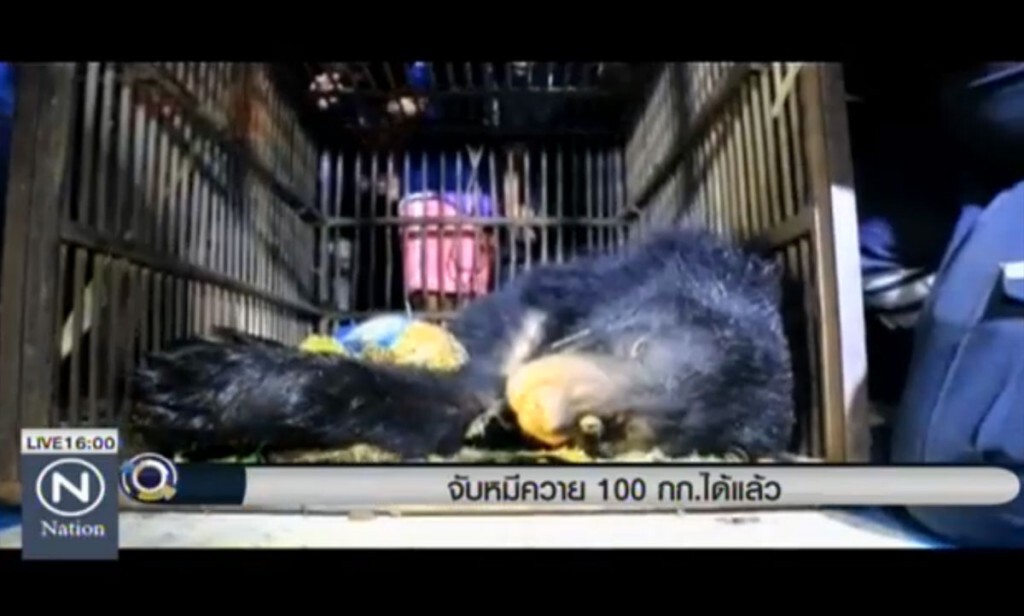 จับหมีควายขนาด 100 กก.ได้แล้ว จับหมีควายขนาด 100 กก.ได้แล้ว