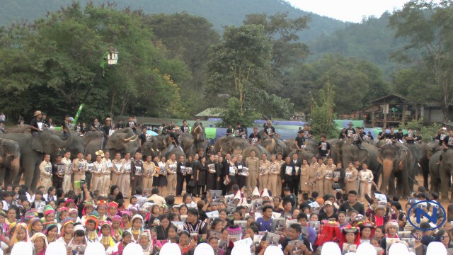 เชียงใหม่-นำช้าง 89 เชือกก้มกราบถวายอาลัย