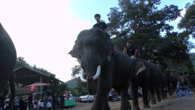 เชียงใหม่-นำช้าง 89 เชือกก้มกราบถวายอาลัย