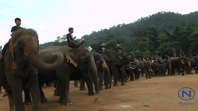 เชียงใหม่-นำช้าง 89 เชือกก้มกราบถวายอาลัย