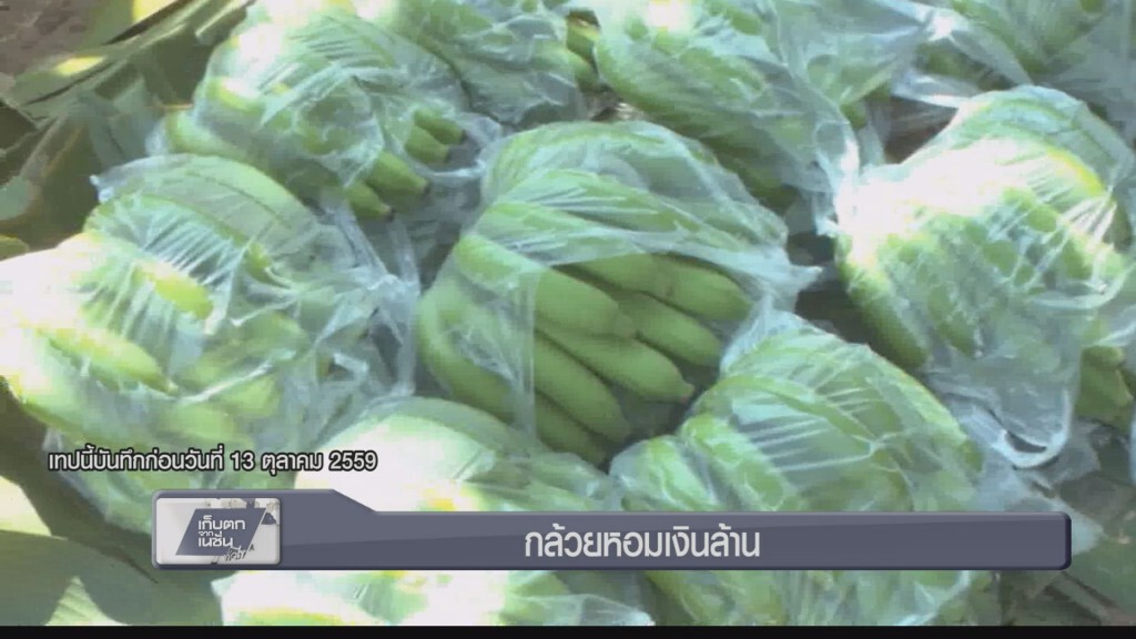 สกู๊ป กล้วยหอมเงินล้าน