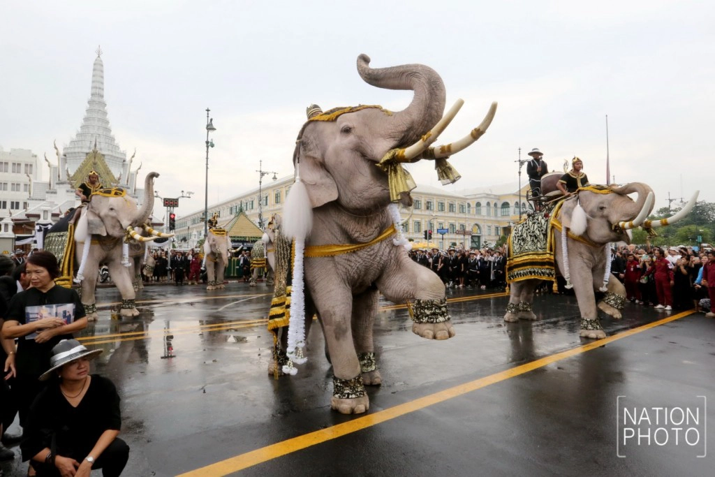ภาพชุด 2 : ช้างจากวังช้างอยุธยาแลเพนียด 11 เชือก ถวายสักการะพระบรมศพ