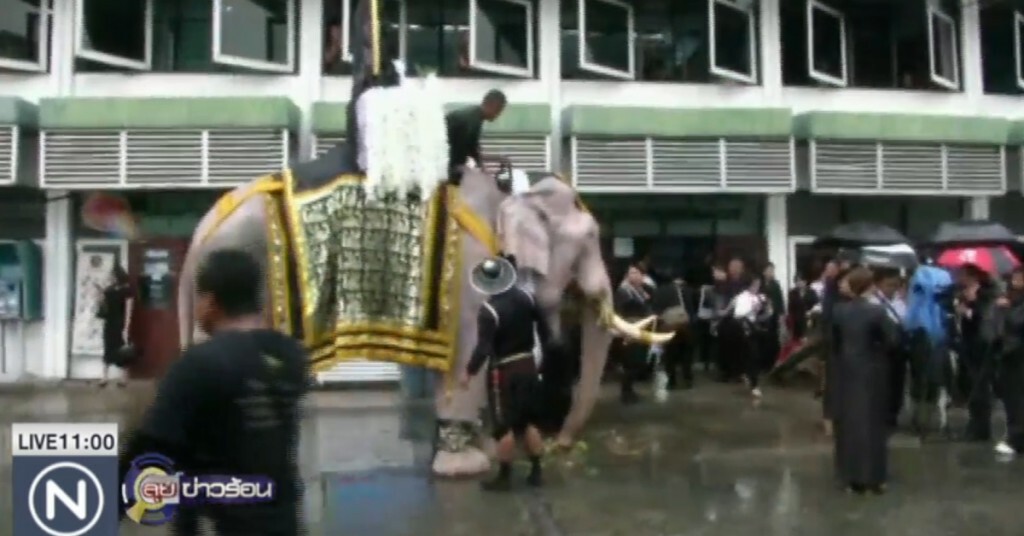 ช้าง 10 เชือก แสดงความอาลัยพระบรมศพ ช้าง 10 เชือก แสดงความอาลัยพระบรมศพ