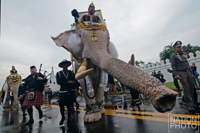 ภาพชุด : ช้างจากวังช้างอยุธยาแลเพนียด 11 เชือก ถวายสักการะพระบรมศพ