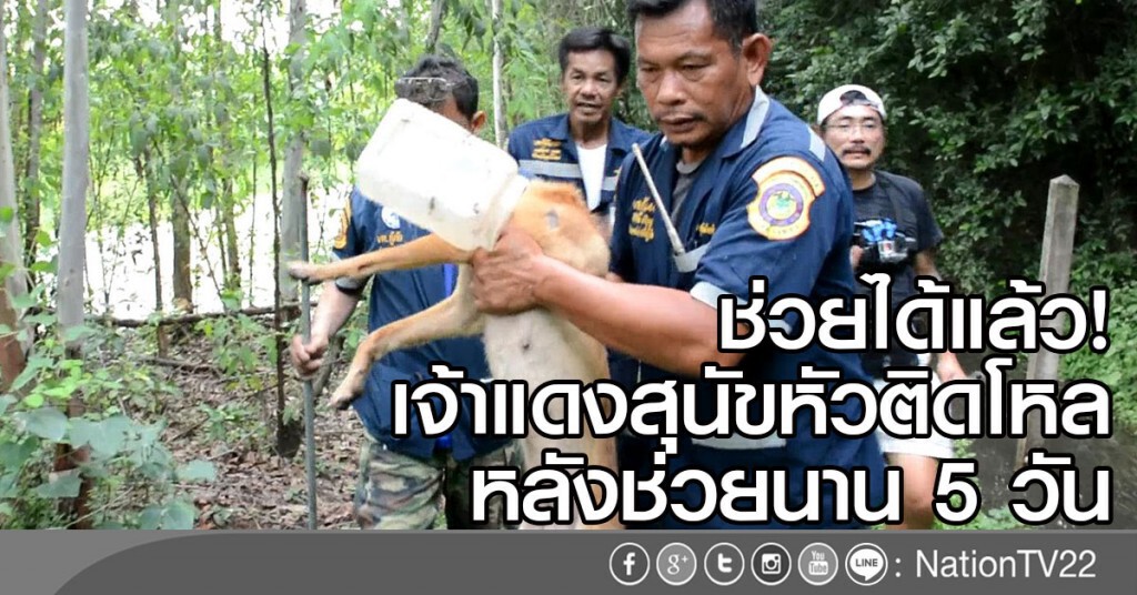 ช่วยได้แล้ว!
เจ้าแดงสุนัขหัวติดโหล
หลังช่วยนาน 5 วัน ช่วยได้แล้ว!
เจ้าแดงสุนัขหัวติดโหล
หลังช่วยนาน 5 วัน