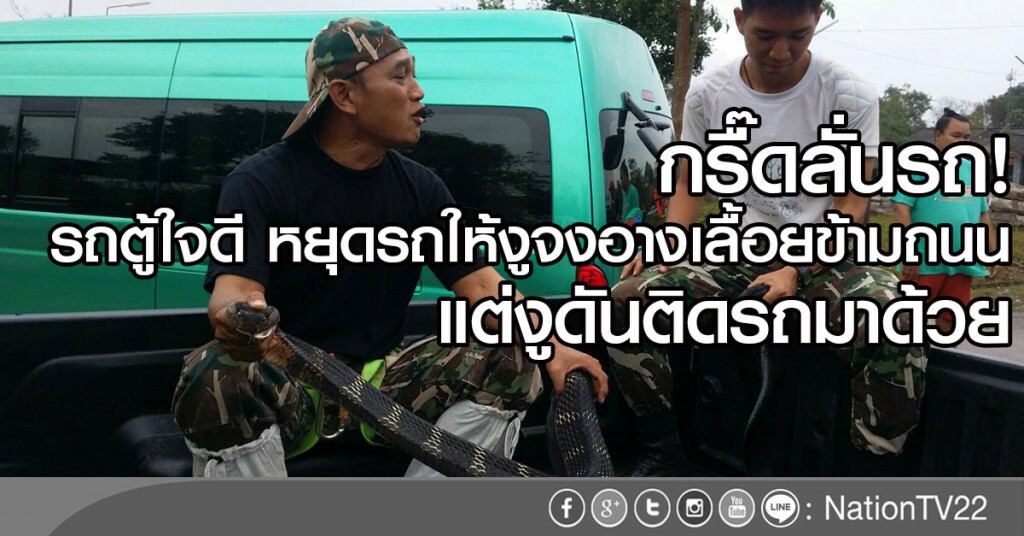กรื๊ดลั่นรถ!
รถตู้ใจดี หยุดรถให้งูจงอางเลื้อยข้ามถนน
แต่งูดันติดรถมาด้วย