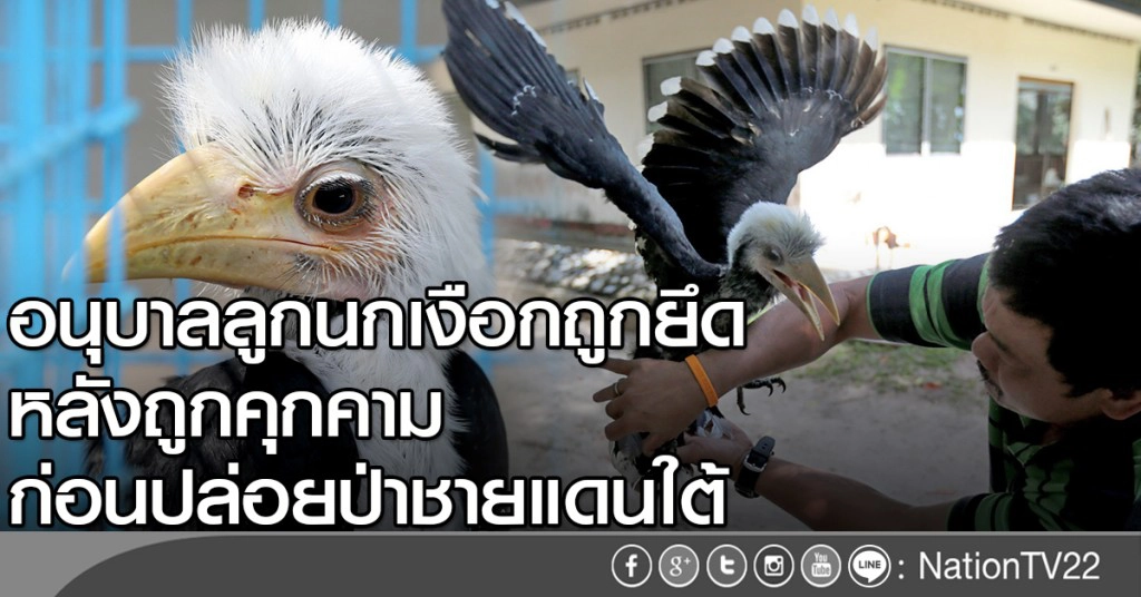 อนุบาลลูกนกเงือกถูกยึด หลังถูกคุกคาม ก่อนปล่อยป่าชายแดนใต้