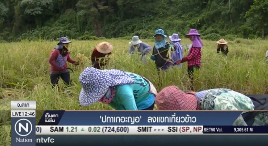 ปกาเกอะญอ ลงแขกเกี่ยวข้าว ปกาเกอะญอ ลงแขกเกี่ยวข้าว