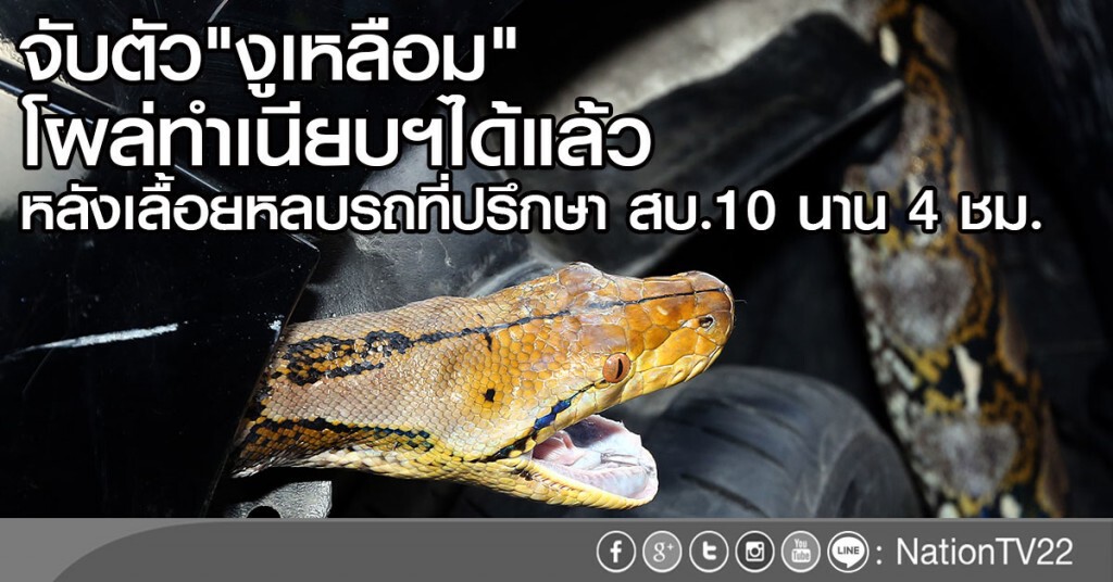 จับตัว"งูเหลือม"โผล่ ทำเนียบฯได้แล้ว
หลังเลื้อยหลบรถที่ปรึกษา สบ.10 นาน 4 ชม. จับตัว"งูเหลือม"โผล่ ทำเนียบฯได้แล้ว
หลังเลื้อยหลบรถที่ปรึกษา สบ.10 นาน 4 ชม.