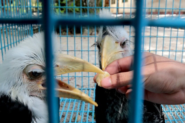 อนุบาลลูกนกเงือกถูกยึด หลังถูกคุกคาม ก่อนปล่อยป่าชายแดนใต้