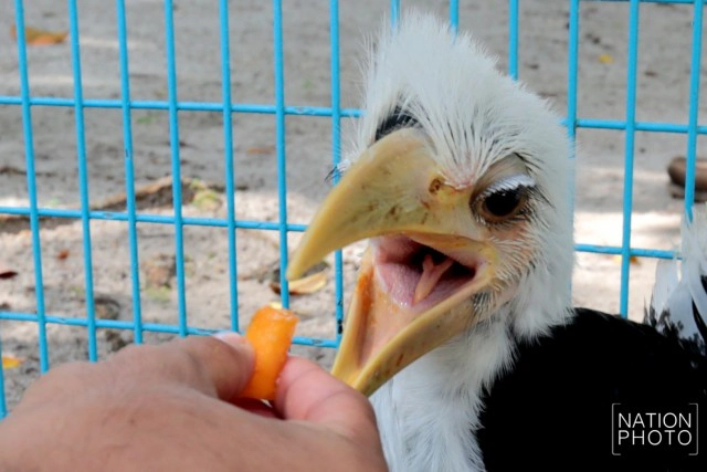 อนุบาลลูกนกเงือกถูกยึด หลังถูกคุกคาม ก่อนปล่อยป่าชายแดนใต้