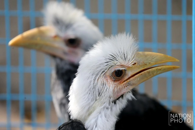 อนุบาลลูกนกเงือกถูกยึด หลังถูกคุกคาม ก่อนปล่อยป่าชายแดนใต้