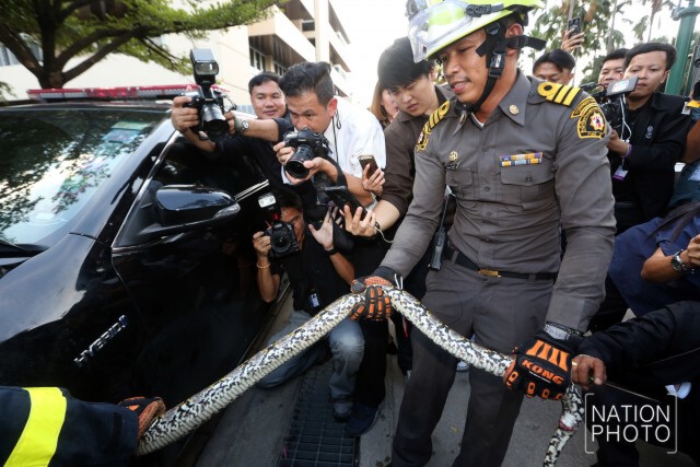 จับตัว"งูเหลือม"โผล่ ทำเนียบฯได้แล้ว
หลังเลื้อยหลบรถที่ปรึกษา สบ.10 นาน 4 ชม.