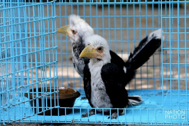 อนุบาลลูกนกเงือกถูกยึด หลังถูกคุกคาม ก่อนปล่อยป่าชายแดนใต้