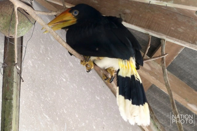 อนุบาลลูกนกเงือกถูกยึด หลังถูกคุกคาม ก่อนปล่อยป่าชายแดนใต้