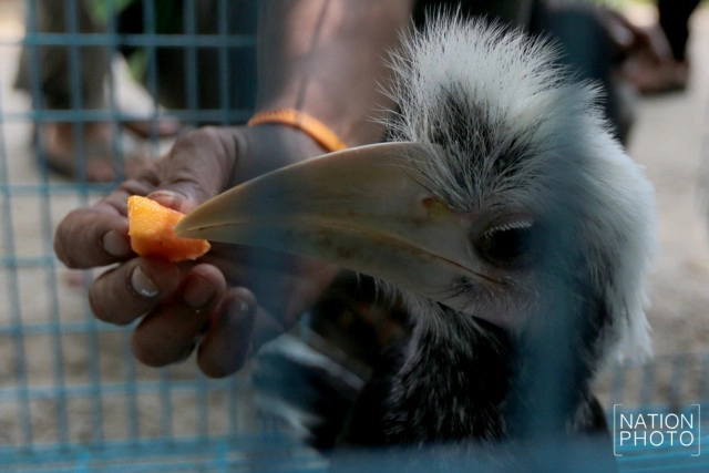 อนุบาลลูกนกเงือกถูกยึด หลังถูกคุกคาม ก่อนปล่อยป่าชายแดนใต้