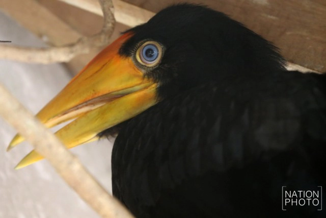 อนุบาลลูกนกเงือกถูกยึด หลังถูกคุกคาม ก่อนปล่อยป่าชายแดนใต้