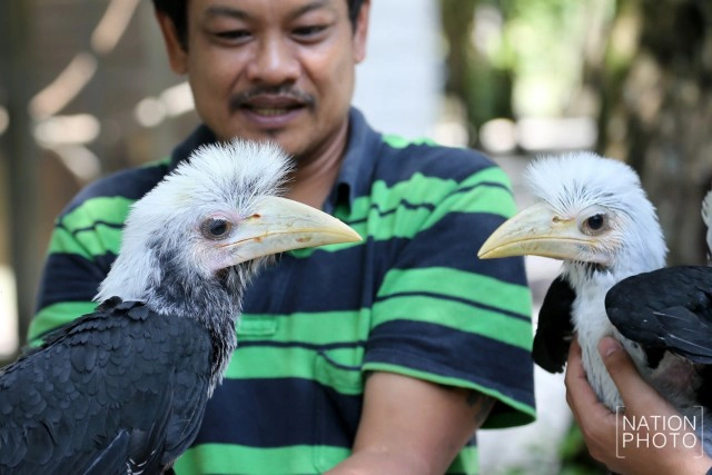 อนุบาลลูกนกเงือกถูกยึด หลังถูกคุกคาม ก่อนปล่อยป่าชายแดนใต้