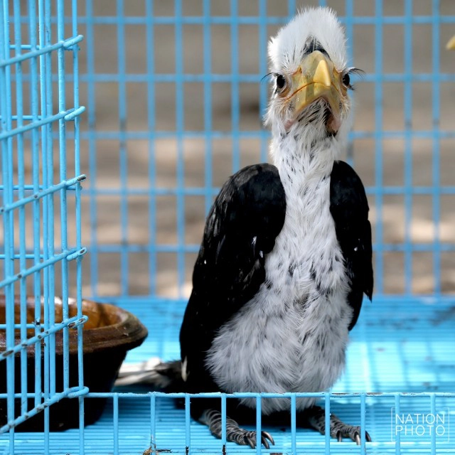 อนุบาลลูกนกเงือกถูกยึด หลังถูกคุกคาม ก่อนปล่อยป่าชายแดนใต้