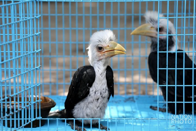 อนุบาลลูกนกเงือกถูกยึด หลังถูกคุกคาม ก่อนปล่อยป่าชายแดนใต้