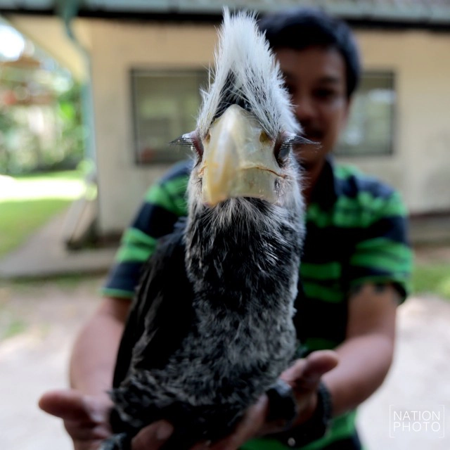 อนุบาลลูกนกเงือกถูกยึด หลังถูกคุกคาม ก่อนปล่อยป่าชายแดนใต้