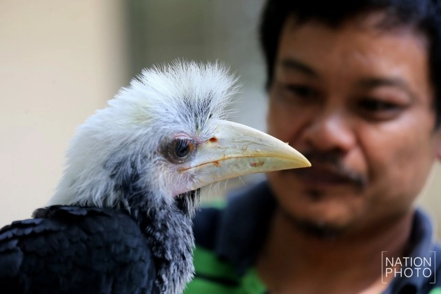 อนุบาลลูกนกเงือกถูกยึด หลังถูกคุกคาม ก่อนปล่อยป่าชายแดนใต้