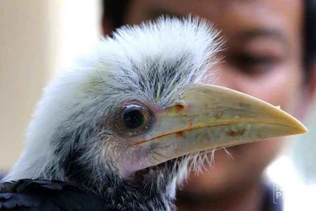 อนุบาลลูกนกเงือกถูกยึด หลังถูกคุกคาม ก่อนปล่อยป่าชายแดนใต้