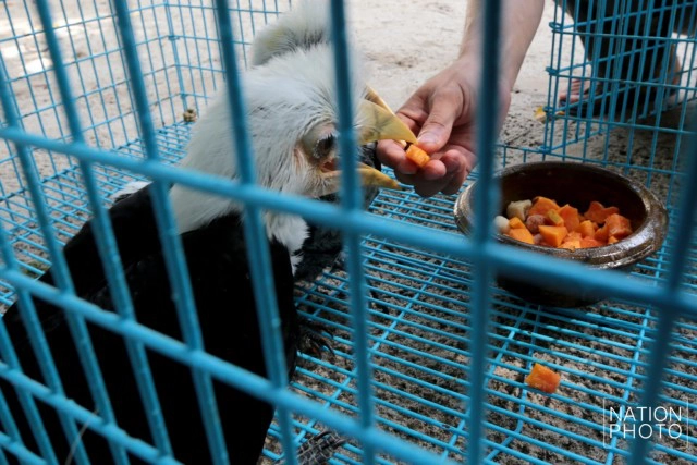 อนุบาลลูกนกเงือกถูกยึด หลังถูกคุกคาม ก่อนปล่อยป่าชายแดนใต้