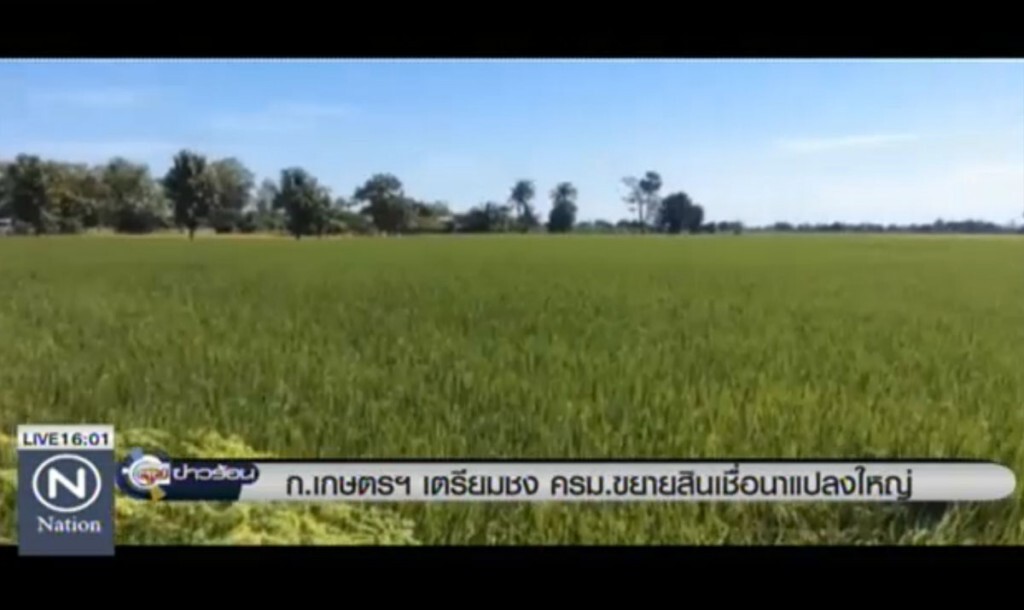 ก.เกษตร เตรียมชง ครม. ขยายสินเชื่อนาแปลงใหญ่ ก.เกษตร เตรียมชง ครม. ขยายสินเชื่อนาแปลงใหญ่