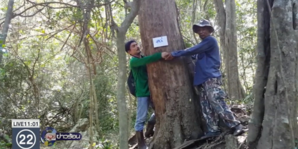 อุทยานแห่งชาติกุยบุรี เตรียมจัดพิธีตัด "ไม้จันทน์หอม"