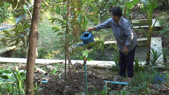 เจ้าของสวนทุเรียนปลื้ม "ในหลวง ร.๙"
พระราชทานเมล็ดกลับคืน หลังเสวยแล้ว
นำมาปลูกนสวนอย่างเดิม
