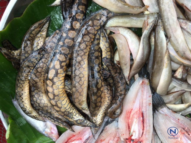 ยามเกี่ยวข้าว
"ปูนา"ขายดี ราคาพุ่งกก.ละร้อย
ปรุงอาหารพื้นบ้าน"ละแวกะดาม"แห่ซื้อคึกคัก