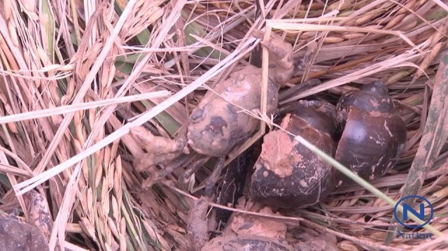 ยามเกี่ยวข้าว
"ปูนา"ขายดี ราคาพุ่งกก.ละร้อย
ปรุงอาหารพื้นบ้าน"ละแวกะดาม"แห่ซื้อคึกคัก