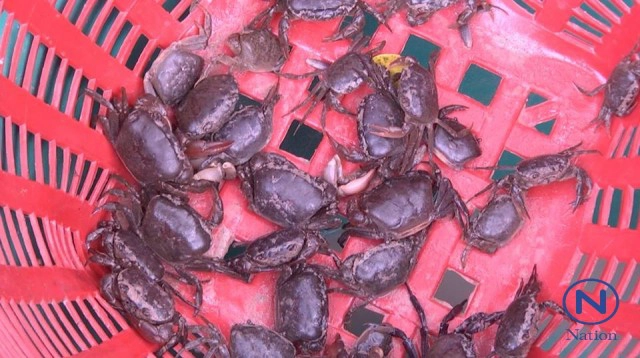 ยามเกี่ยวข้าว
"ปูนา"ขายดี ราคาพุ่งกก.ละร้อย
ปรุงอาหารพื้นบ้าน"ละแวกะดาม"แห่ซื้อคึกคัก