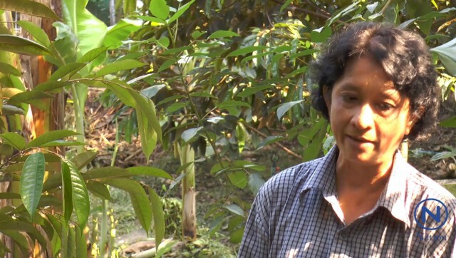 เจ้าของสวนทุเรียนปลื้ม "ในหลวง ร.๙"
พระราชทานเมล็ดกลับคืน หลังเสวยแล้ว
นำมาปลูกนสวนอย่างเดิม