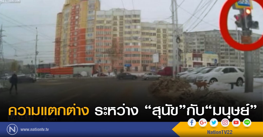 ความแตกต่างระหว่าง สุนัขกับมนุษย์ ความแตกต่างระหว่าง สุนัขกับมนุษย์