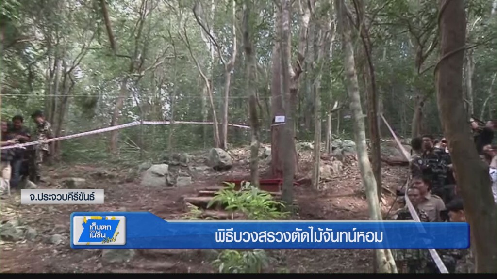 พิธีบวงสรวงตัดไม้จันทน์หอม พิธีบวงสรวงตัดไม้จันทน์หอม
