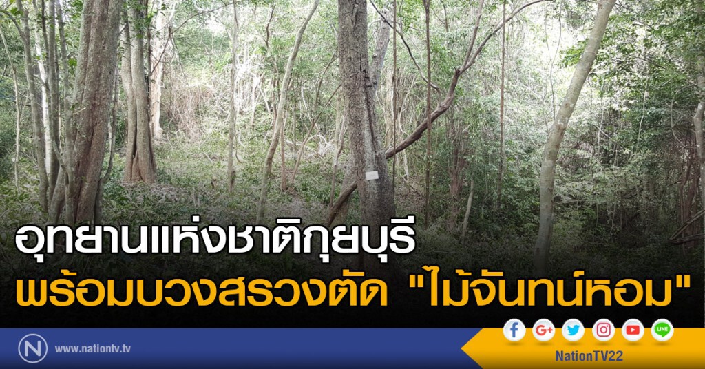 อุทยานแห่งชาติกุยบุรี พร้อมบวงสรวงตัด "ไม้จันทน์หอม" อุทยานแห่งชาติกุยบุรี พร้อมบวงสรวงตัด "ไม้จันทน์หอม"